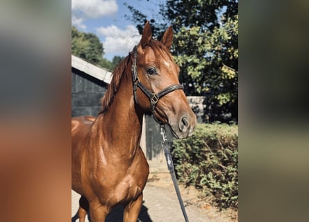 KWPN, Hengst, 2 Jahre, 164 cm, Fuchs
