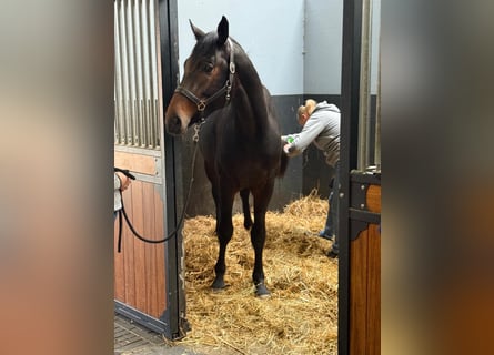 KWPN, Hengst, 2 Jahre, 166 cm, Dunkelbrauner