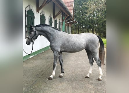 KWPN, Hengst, 2 Jahre, 166 cm, Schimmel