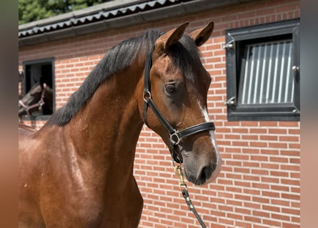 KWPN, Hengst, 2 Jahre, 167 cm, Brauner