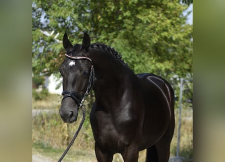 KWPN, Hengst, 2 Jahre, 167 cm, Rappe