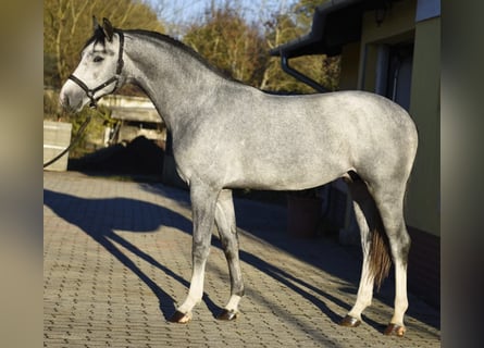 KWPN, Hengst, 2 Jahre, 168 cm, Falbe