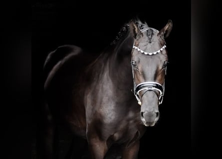 KWPN, Hengst, 2 Jahre, 170 cm, Rappe