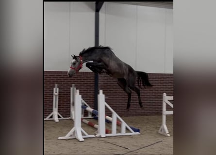 KWPN, Hengst, 2 Jahre, 170 cm, Schimmel