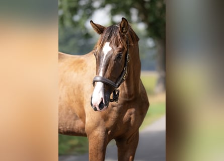 KWPN, Hengst, 2 Jahre, 172 cm, Brauner