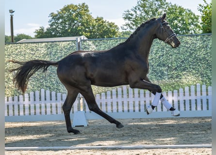 KWPN, Hengst, 2 Jahre, 172 cm, Rappe