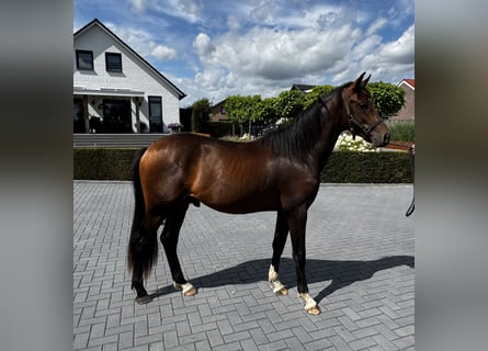 KWPN, Hengst, 2 Jahre, Brauner