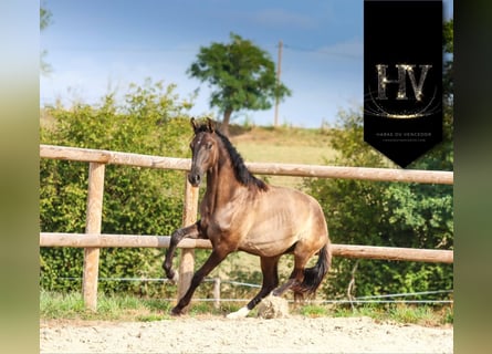 KWPN, Hengst, 2 Jahre, Grullo