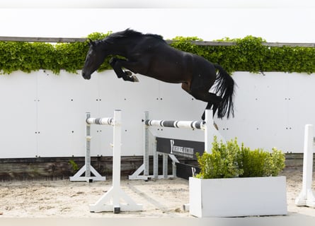 KWPN, Hengst, 3 Jaar, 157 cm, Zwartbruin