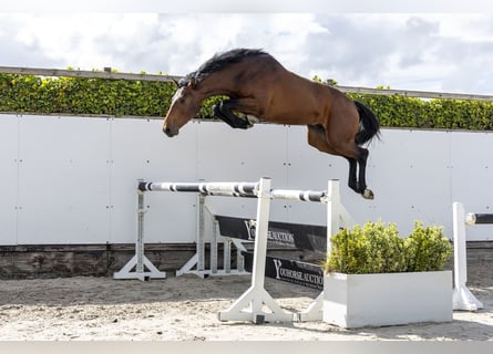 KWPN, Hengst, 3 Jaar, 160 cm
