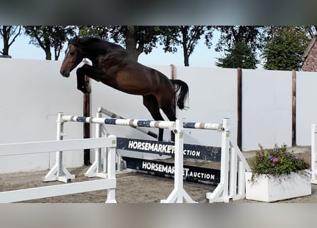 KWPN, Hengst, 3 Jaar, 163 cm, Roodbruin