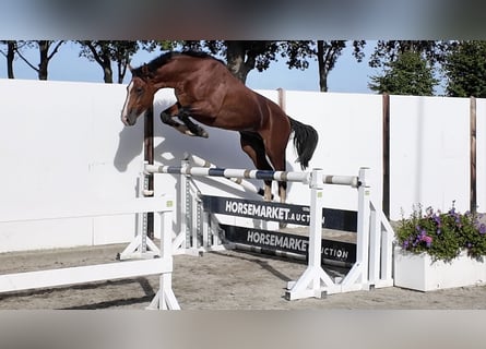 KWPN, Hengst, 3 Jaar, 164 cm, Bruin