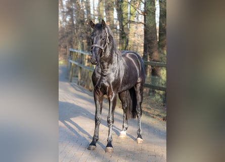 KWPN, Hengst, 3 Jaar, 164 cm, Zwart