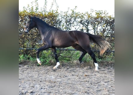 KWPN, Hengst, 3 Jaar, 165 cm, Bruin