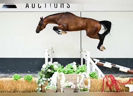 KWPN, Hengst, 3 Jaar, 165 cm, Bruin
