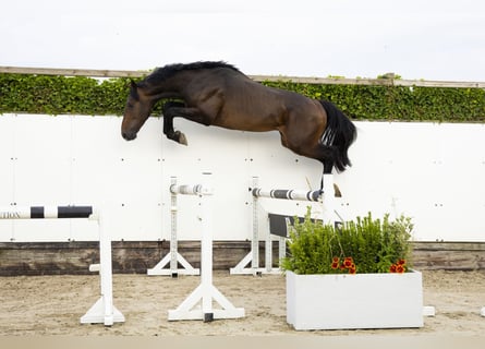 KWPN, Hengst, 3 Jaar, 165 cm, Bruin
