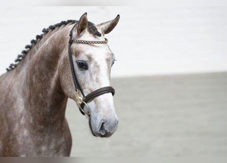 KWPN, Hengst, 3 Jaar, 165 cm, Lichtbruin