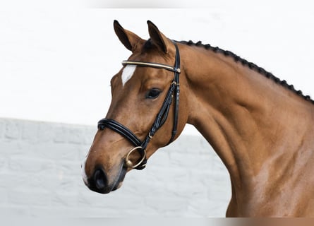 KWPN, Hengst, 3 Jaar, 166 cm