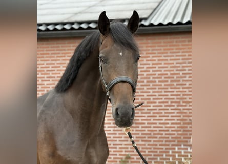 KWPN, Hengst, 3 Jaar, 167 cm, Donkerbruin