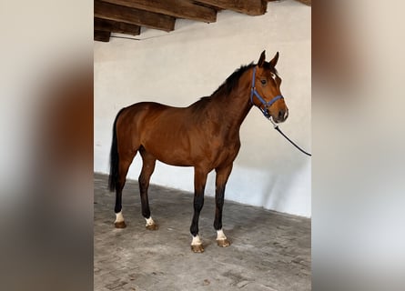 KWPN, Hengst, 3 Jaar, 167 cm, Roodbruin