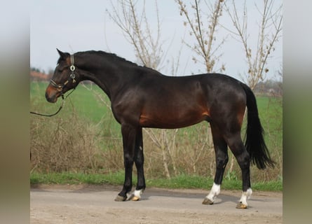 KWPN, Hengst, 3 Jaar, 167 cm