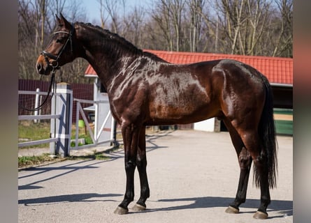 KWPN, Hengst, 3 Jaar, 168 cm, Bruin
