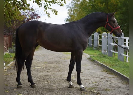 KWPN, Hengst, 3 Jaar, 168 cm, Donkerbruin