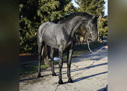 KWPN, Hengst, 3 Jaar, 168 cm, Schimmel