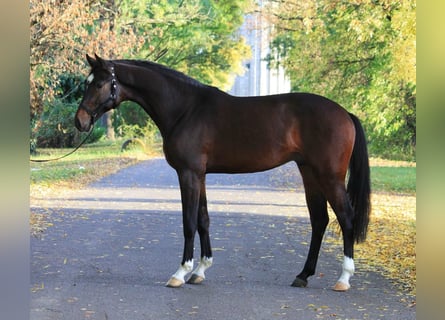 KWPN, Hengst, 3 Jaar, 168 cm