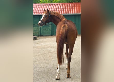 KWPN, Hengst, 3 Jaar, 168 cm, Vos