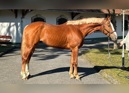 KWPN, Hengst, 3 Jaar, 168 cm, Vos