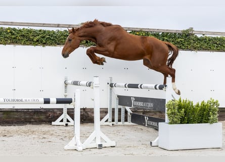 KWPN, Hengst, 3 Jaar, 168 cm, Vos