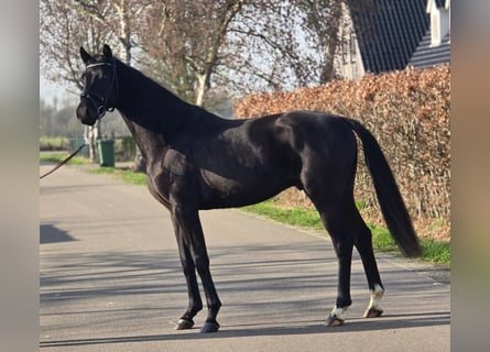 KWPN, Hengst, 3 Jaar, 168 cm, Zwart