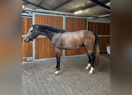 KWPN, Hengst, 3 Jaar, 168 cm, Zwartschimmel KWPN, Hengst, 3 Jaar, 168 cm, Zwartschimmel