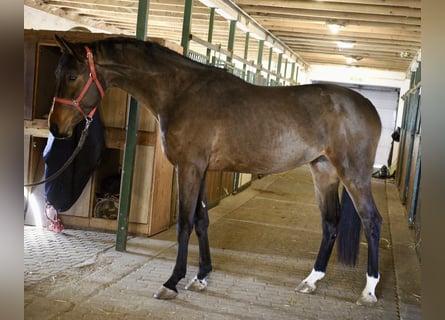 KWPN, Hengst, 3 Jaar, 170 cm, Bruin