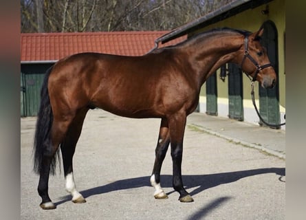 KWPN, Hengst, 3 Jaar, 170 cm, Bruin