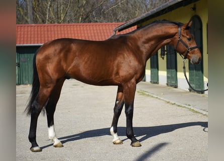 KWPN, Hengst, 3 Jaar, 170 cm, Bruin