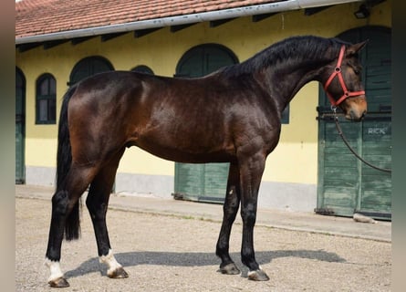 KWPN, Hengst, 3 Jaar, 170 cm, Bruin