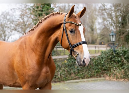 KWPN, Hengst, 3 Jaar, 170 cm