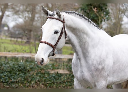 KWPN, Hengst, 3 Jaar, 170 cm