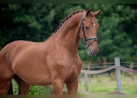 KWPN, Hengst, 3 Jaar, 170 cm, Vos