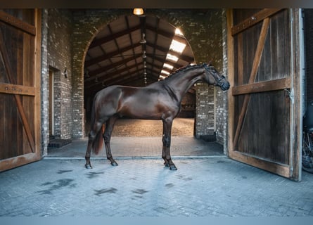 KWPN, Hengst, 3 Jaar, 170 cm, Zwart