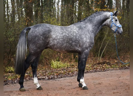 KWPN, Hengst, 3 Jaar, 172 cm, Appelschimmel