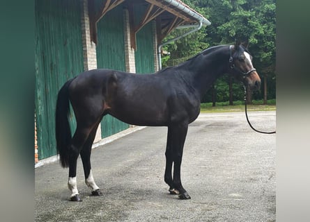 KWPN, Hengst, 3 Jaar, 172 cm, Donkerbruin