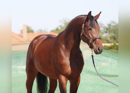 KWPN, Hengst, 3 Jaar, 172 cm, Roodbruin