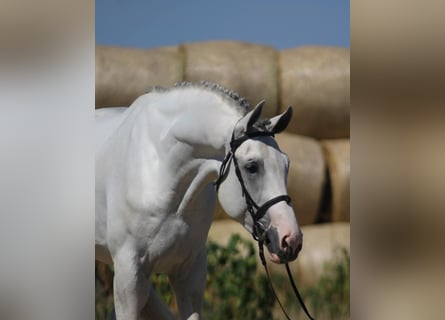 KWPN, Hengst, 3 Jaar, 172 cm, Schimmel
