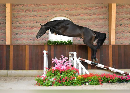 KWPN, Hengst, 3 Jaar, 173 cm, Zwartbruin