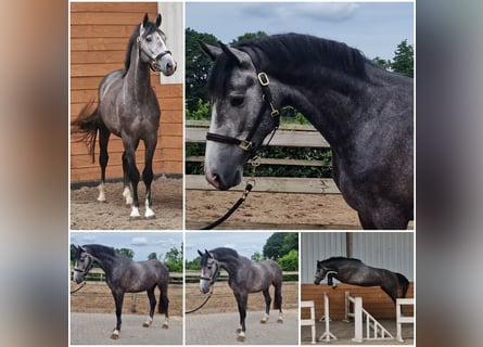 KWPN, Hengst, 3 Jaar, Schimmel