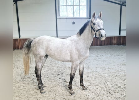 KWPN, Hengst, 3 Jahre, 159 cm, Schimmel