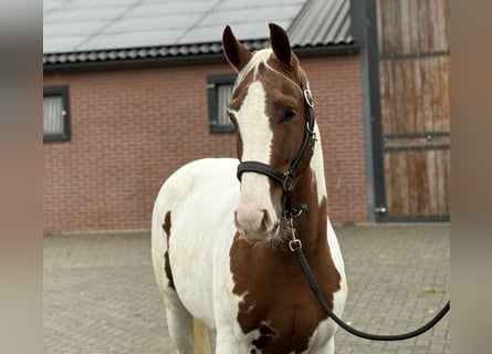 KWPN, Hengst, 3 Jahre, 160 cm, Schecke